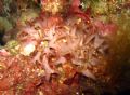 Gloiocladia repens
